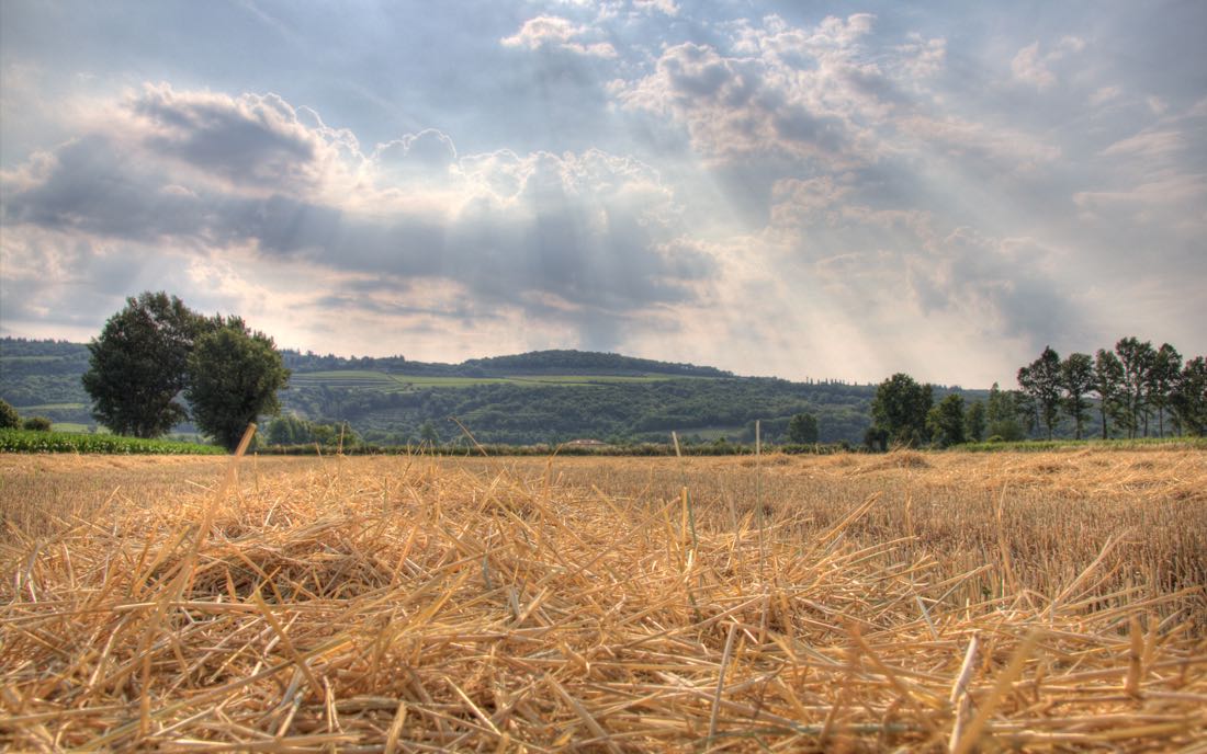 Paglia pronta per la raccolta