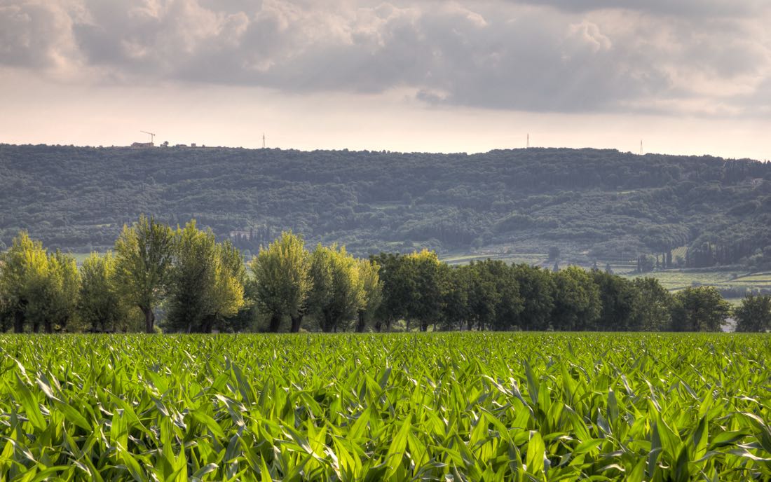 Panoramica dal campo di Mais